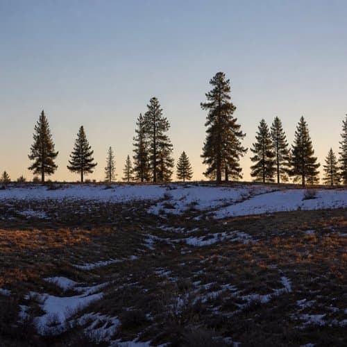 Pines Glowing After the Long Winter by Psalmix